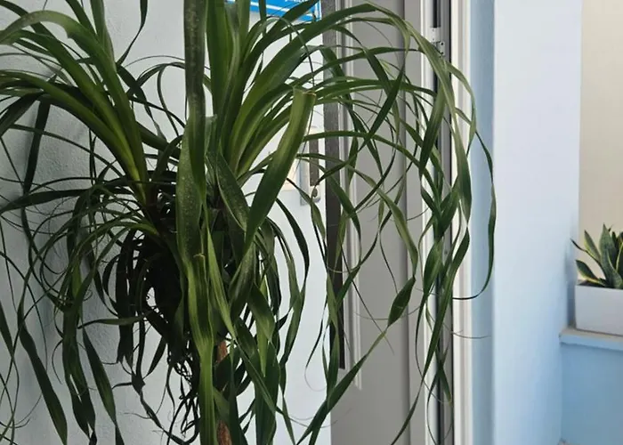 Oasis 007 Rhodes City